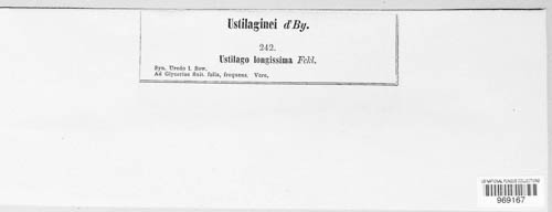 Ustilaginaceae image